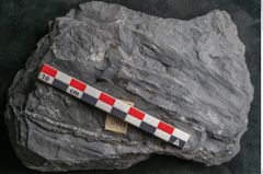 Foto (Detailansicht) von Diplothmema andraeanum Roehl (NHMW-GEO-2024-0188-10934)